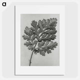 アートポスター-Chrysanthemum parthenium - カール ブロスフェルト Poster.