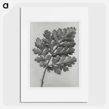 Chrysanthemum parthenium - Karl Blossfeldt Poster.