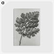 1-38_Karl-Blossfeldt_postcard