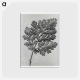 アートポストカード-Chrysanthemum parthenium - カール ブロスフェルト Postcard.