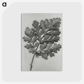 1-38_Karl-Blossfeldt_postcard