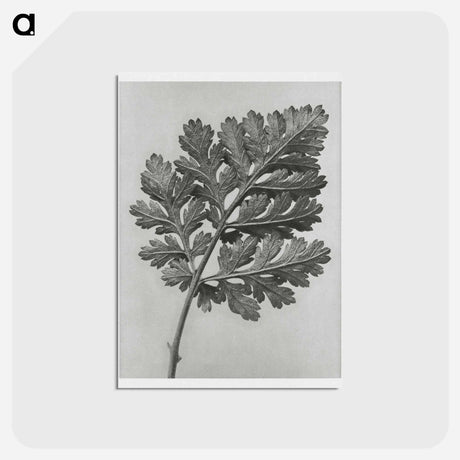 アートポストカード-Chrysanthemum parthenium - カール ブロスフェルト Postcard.