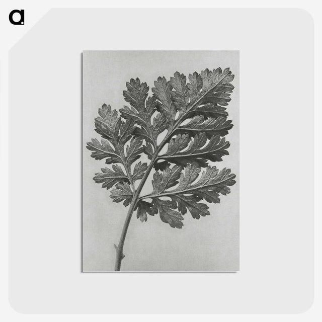 1-38_Karl-Blossfeldt_postcard