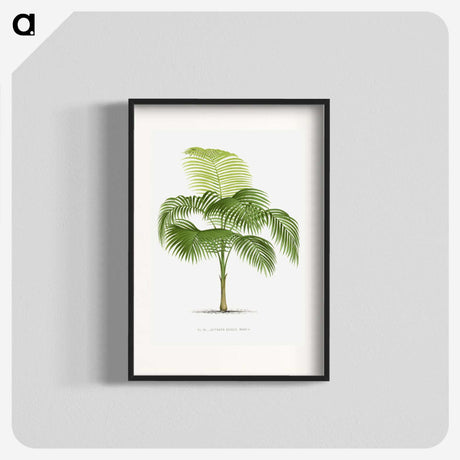 1-38_Les-Palmiers-Histoire-Iconographique_blk