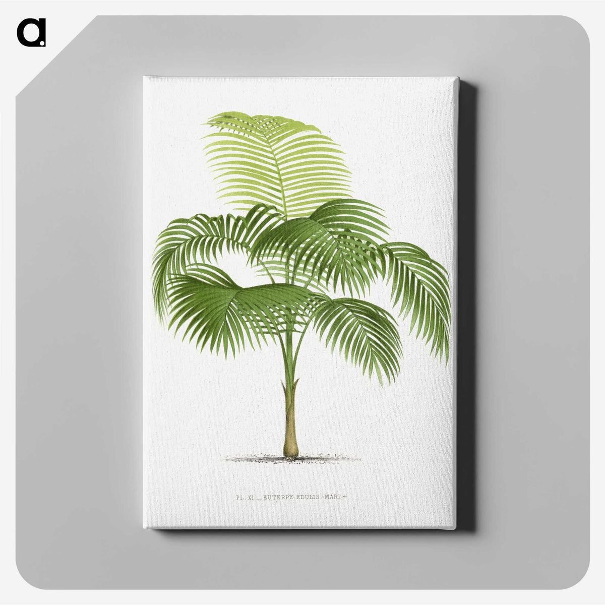 1-38_Les-Palmiers-Histoire-Iconographique_canvas