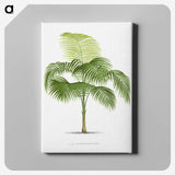 1-38_Les-Palmiers-Histoire-Iconographique_canvas
