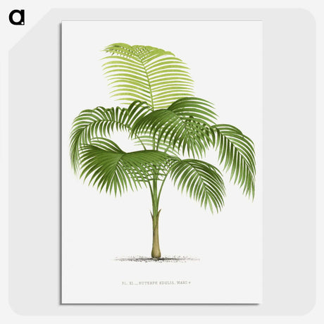 1-38_Les-Palmiers-Histoire-Iconographique_picture-crop