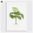 1-38_Les-Palmiers-Histoire-Iconographique_picture