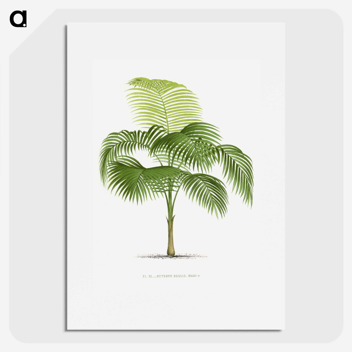 1-38_Les-Palmiers-Histoire-Iconographique_picture