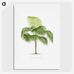1-38_Les-Palmiers-Histoire-Iconographique_picture