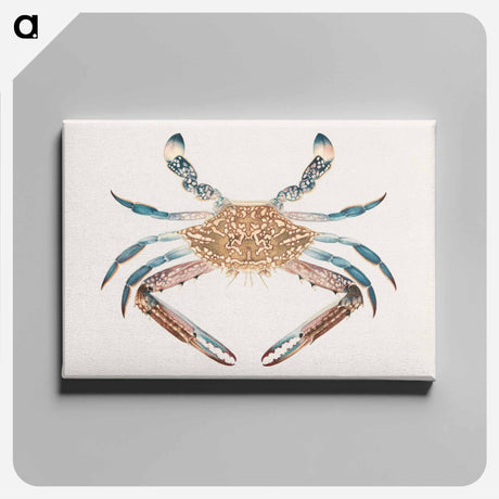 アートパネル-Blue Crab
 - ルイージ バルガーニ Canvas.