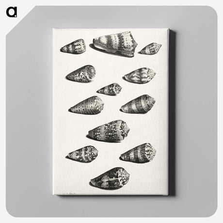 1-38_Maria-Sibylla-Merian_canvas