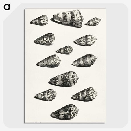 1-38_Maria-Sibylla-Merian_picture-crop
