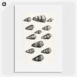 1-38_Maria-Sibylla-Merian_picture