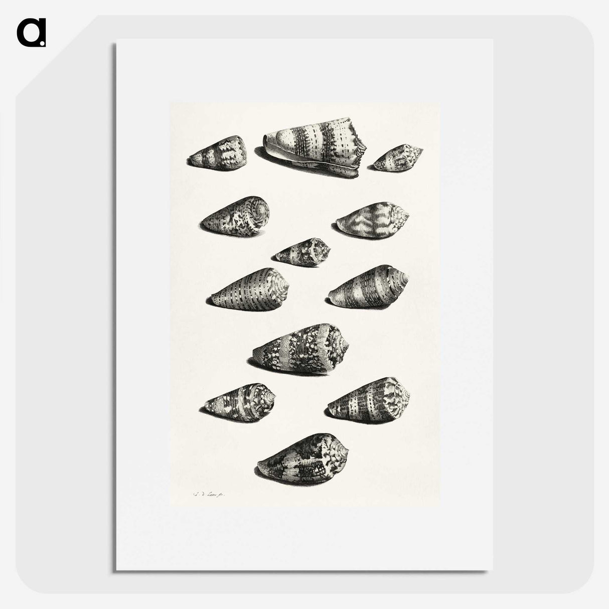 1-38_Maria-Sibylla-Merian_picture