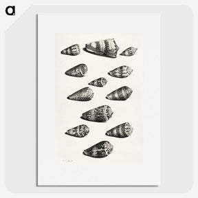 1-38_Maria-Sibylla-Merian_picture