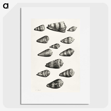 1-38_Maria-Sibylla-Merian_picture
