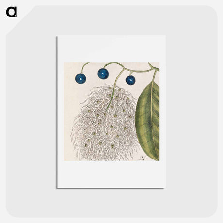 アートポストカード-Carolina Flora
 - マーク ケイツビー Postcard.