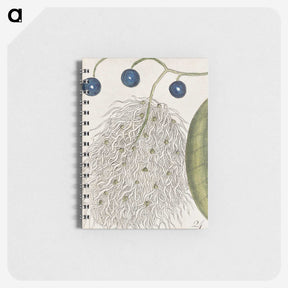 1-38_Mark-Catesby_memo