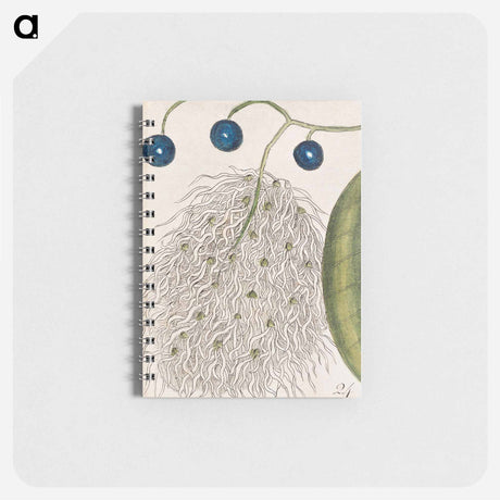 アートメモ帳-Carolina Flora
 - マーク ケイツビー Memo.