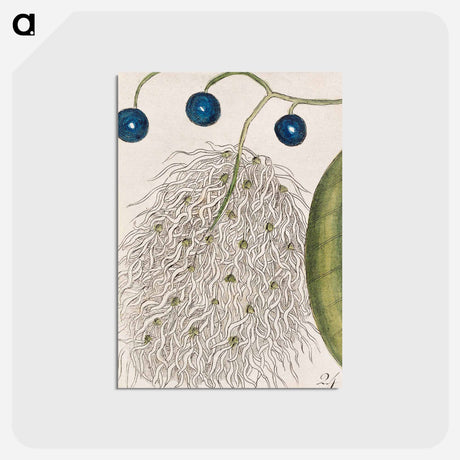 アートポストカード-Carolina Flora
 - マーク ケイツビー Postcard.