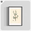 アートポスター-Torchwoods (Amyris gileadensis) Illustration
 - 薬用植物学 Poster.