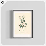 アートポスター-Torchwoods (Amyris gileadensis) Illustration
 - 薬用植物学 Poster.