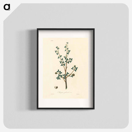 アートポスター-Torchwoods (Amyris gileadensis) Illustration
 - 薬用植物学 Poster.