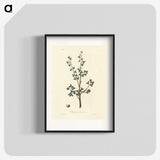 1-38_Medical-Botany_blk