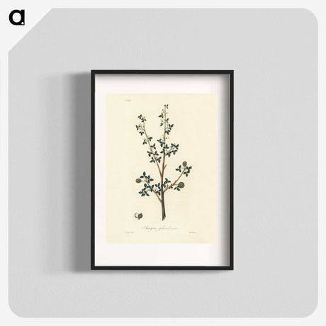 1-38_Medical-Botany_blk