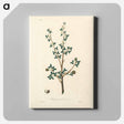 アートパネル-Torchwoods (Amyris gileadensis) Illustration
 - 薬用植物学 Canvas.