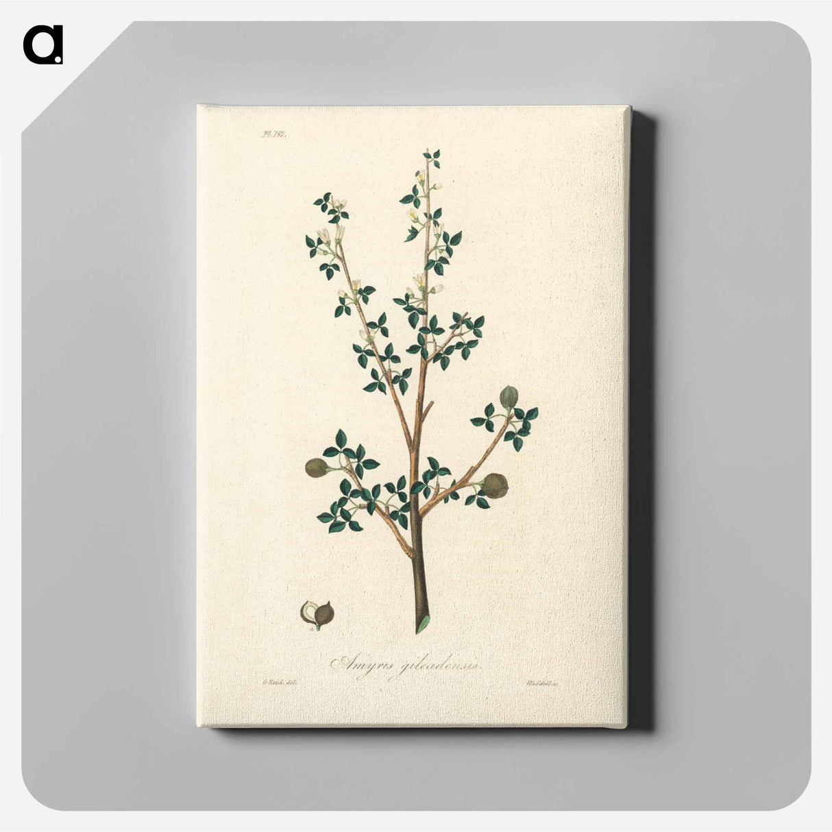 アートパネル-Torchwoods (Amyris gileadensis) Illustration
 - 薬用植物学 Canvas.