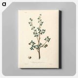 アートパネル-Torchwoods (Amyris gileadensis) Illustration
 - 薬用植物学 Canvas.