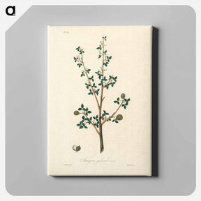 アートパネル-Torchwoods (Amyris gileadensis) Illustration
 - 薬用植物学 Canvas.