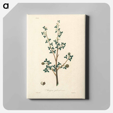 アートパネル-Torchwoods (Amyris gileadensis) Illustration
 - 薬用植物学 Canvas.