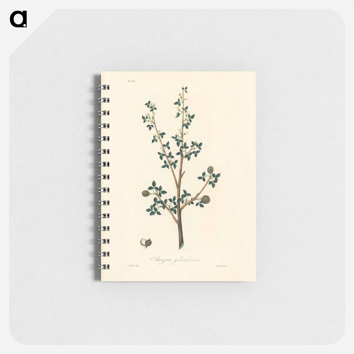 アートメモ帳-Torchwoods (Amyris gileadensis) Illustration
 - 薬用植物学 Memo.