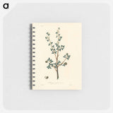 アートメモ帳-Torchwoods (Amyris gileadensis) Illustration
 - 薬用植物学 Memo.