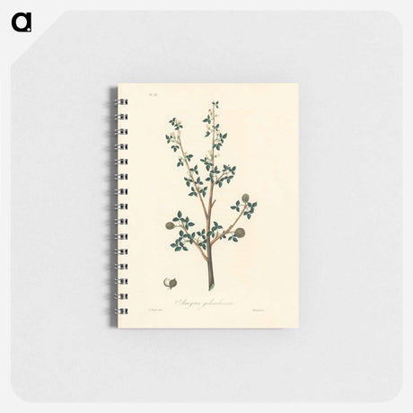 アートメモ帳-Torchwoods (Amyris gileadensis) Illustration
 - 薬用植物学 Memo.