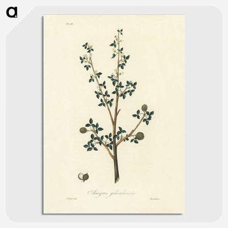 1-38_Medical-Botany_picture-crop