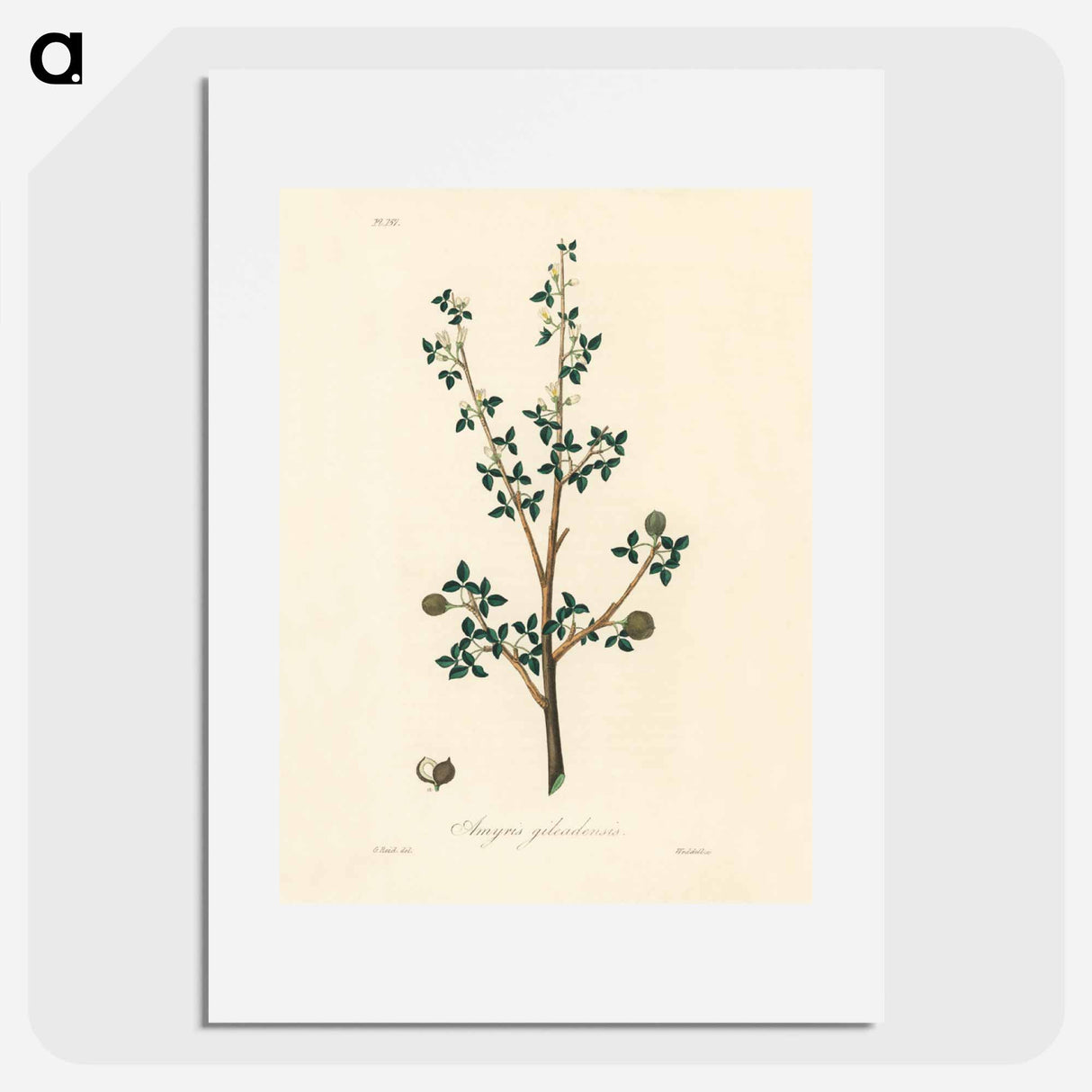 アートポスター-Torchwoods (Amyris gileadensis) Illustration
 - 薬用植物学 Poster.