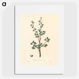 アートポスター-Torchwoods (Amyris gileadensis) Illustration
 - 薬用植物学 Poster.