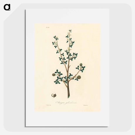 アートポスター-Torchwoods (Amyris gileadensis) Illustration
 - 薬用植物学 Poster.