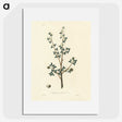 1-38_Medical-Botany_picture