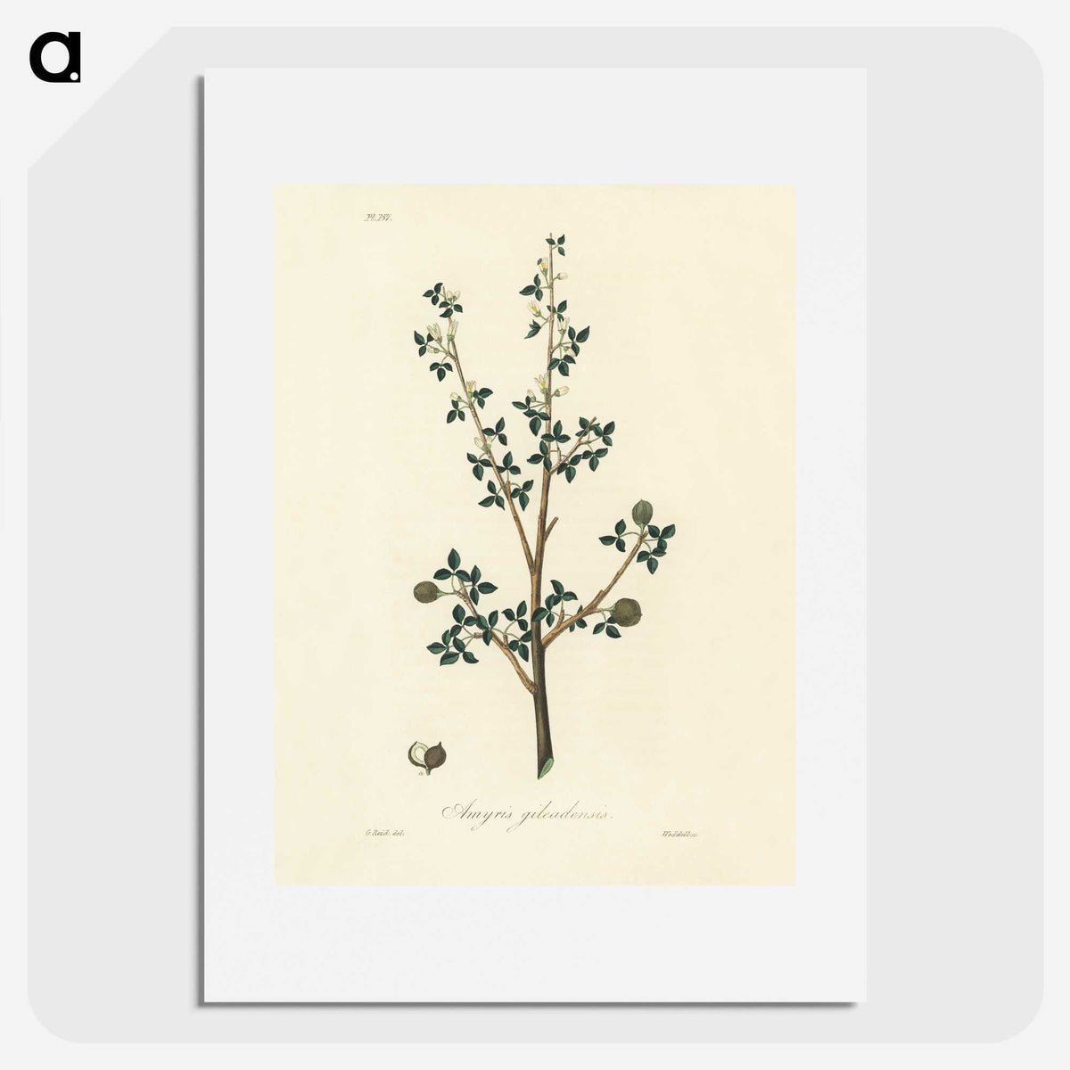 1-38_Medical-Botany_picture
