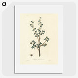 1-38_Medical-Botany_picture