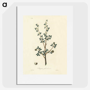 1-38_Medical-Botany_picture