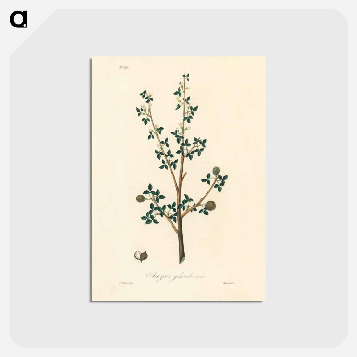 アートポストカード-Torchwoods (Amyris gileadensis) Illustration
 - 薬用植物学 Postcard.