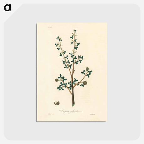 アートポストカード-Torchwoods (Amyris gileadensis) Illustration
 - 薬用植物学 Postcard.
