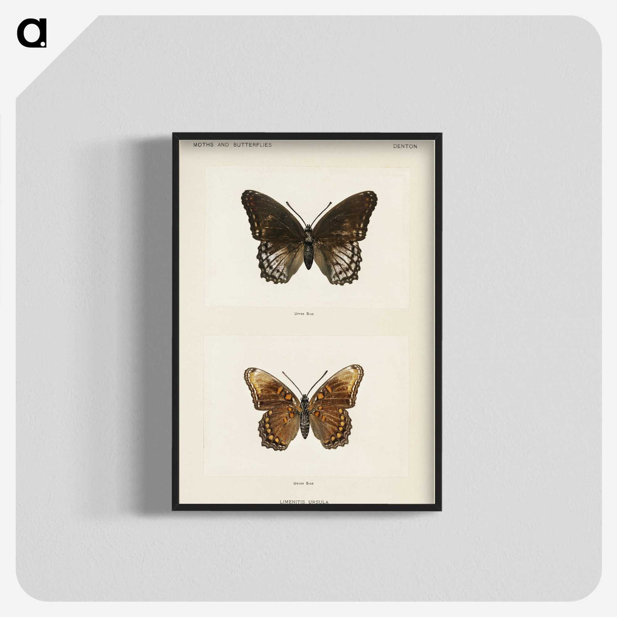 1-38_Moths-and-Butterflies-of-the-United-States_blk-crop