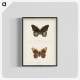 1-38_Moths-and-Butterflies-of-the-United-States_blk-crop